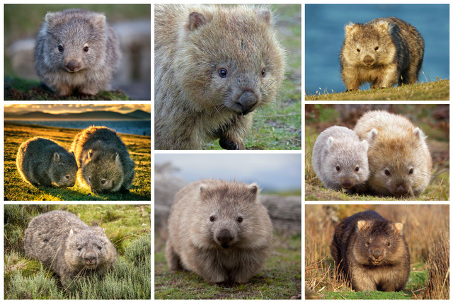 wombats.png