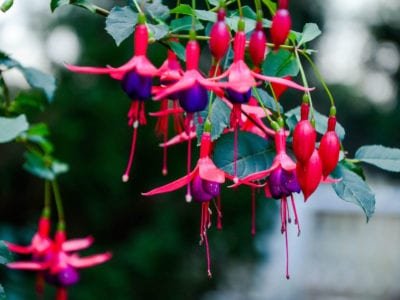 fuchsia-1-400x300.jpg
