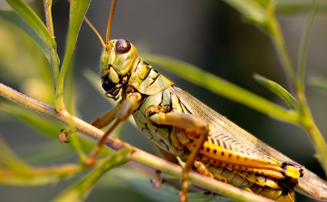 common-field-grasshopper-8404472_1280.png