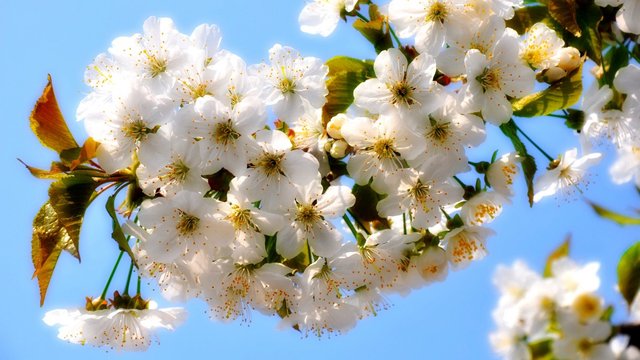 cherry_spring_flowers-909711.jpg!d.jpg