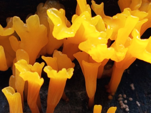 mashroom (5).jpg