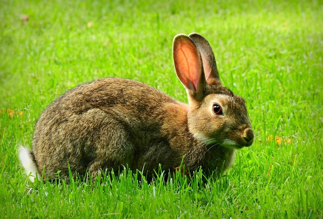 rabbit-5449042_1920.jpg