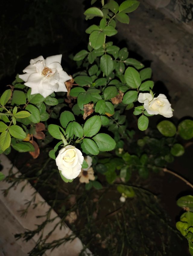 IMG_5197.jpeg