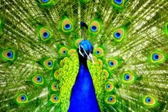 55c328a6febfa7896bd485be466b0dff--peacock-wallpaper-wallpaper-desktop.jpg