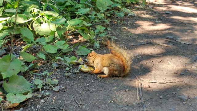 Sleeping Giant Squirrel 3.jpg