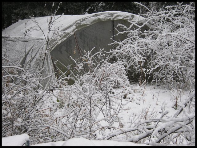 closeup snowy greenhouse and garden in front snow on shrubs.JPG