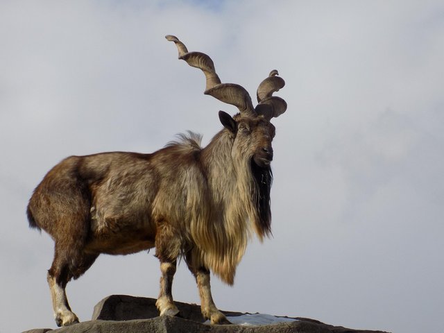 markhor-6076394_1280.jpg