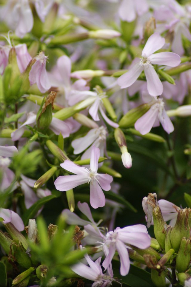 DSC04103 Saponaria Officinalis herbe a savon.JPG