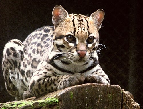 ocelote 1.jpg