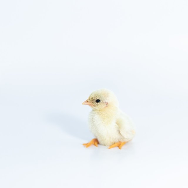 chick-4897603_1280.jpg