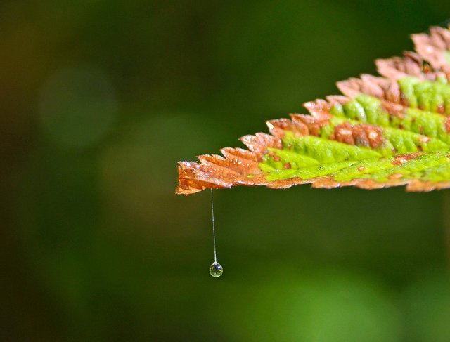 leaf (3).jpg