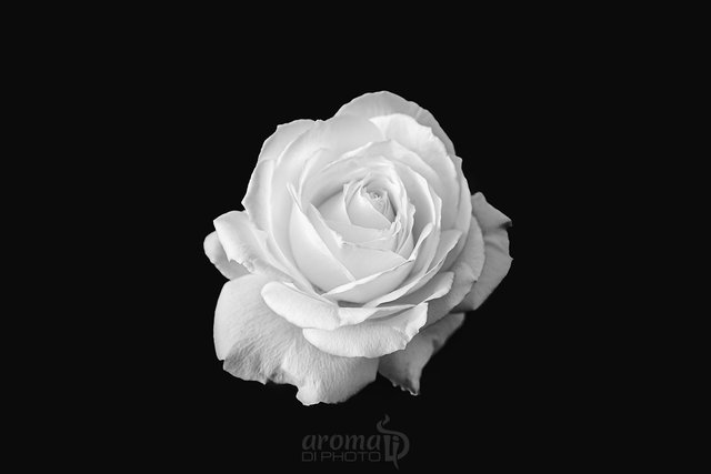 Pure-White-Rose-Flower-Black-and-White---Landscape.jpg
