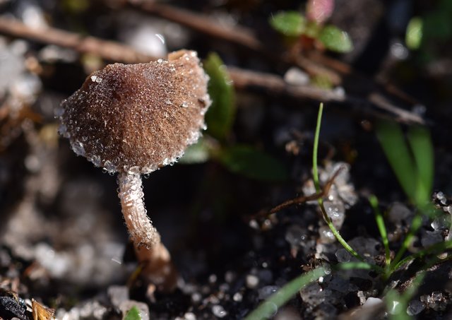 mushrooms small waterdrops.jpg