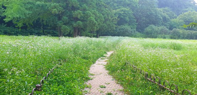 산책길.jpg