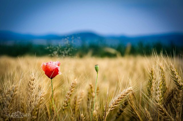 fotografii-peisaje-romania-claudiu-veres-fotograf-bacau-3.jpg