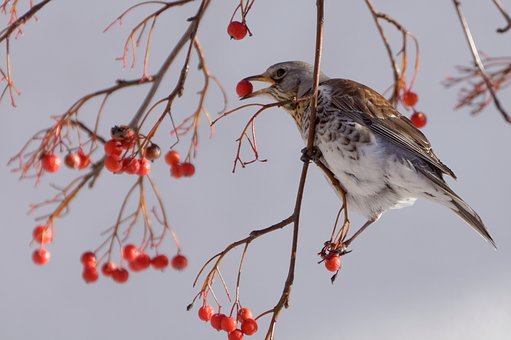 fieldfare-1961792__340.jpg