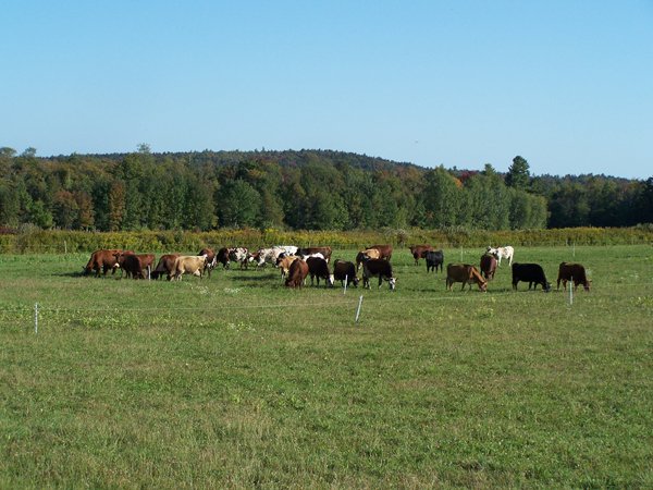 Milk run - cows2 crop September 2019.jpg