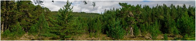 Finken - Loch an Eilean-pano.jpg