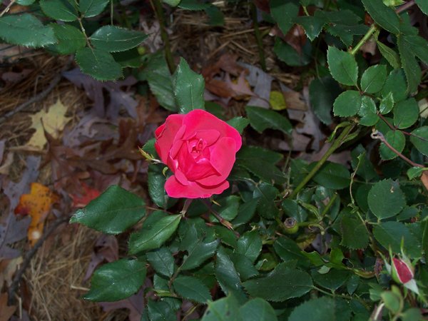 Big rose - flower1 crop October 2019.jpg