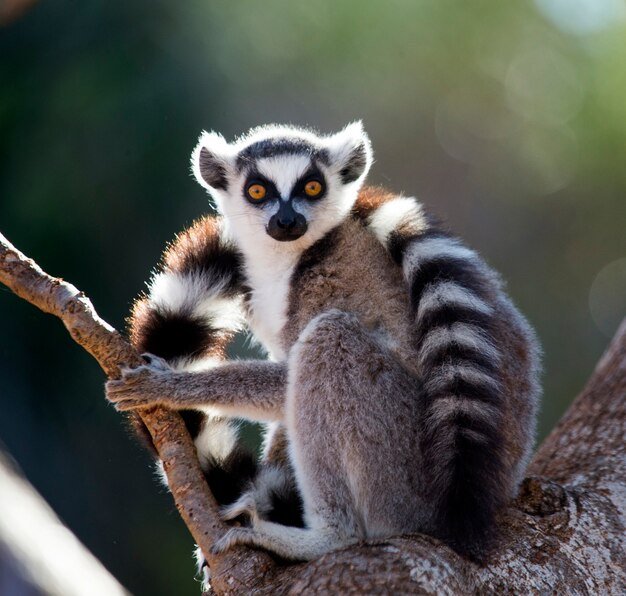 ring-tailed-lemur-is-sitting-tree_265142-6611.jpg