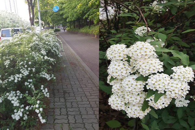 수국사진보정.jpg