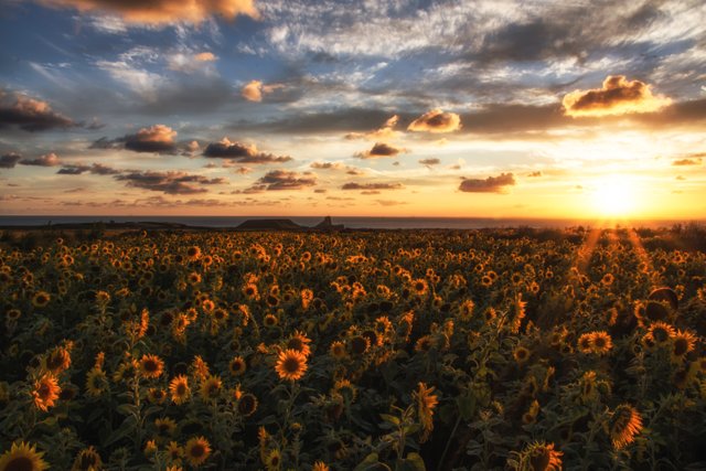 Rhossili Gower Sunflowers - by steve j huggett.jpg