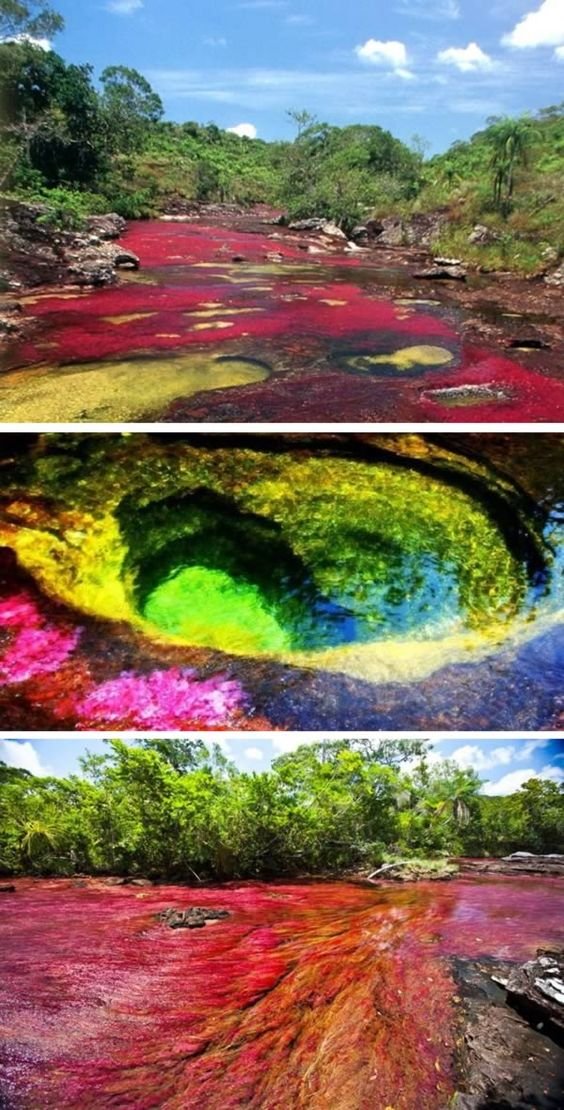 caño cristales 2.jpg