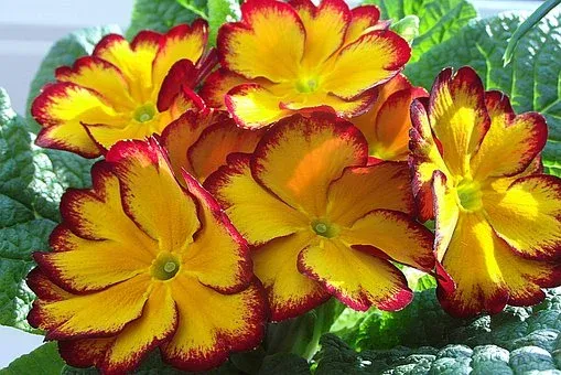 primula-4894255__340.webp