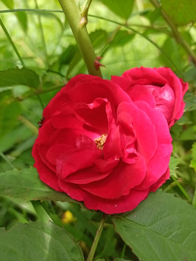 IMG_20250720_125831.jpg