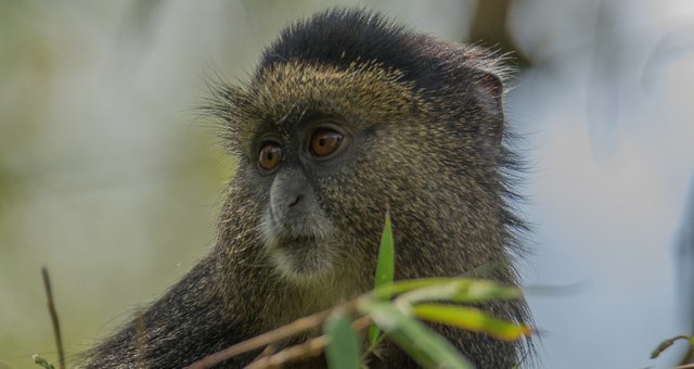 Golden Monkey in Volcanoes National Park .jpg