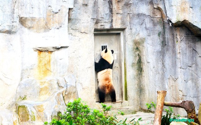 Panda_10.jpg