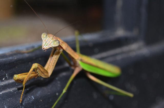 Prey-Mantis-at-House.jpg