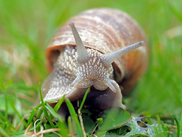 snail-1502214_1920.jpg