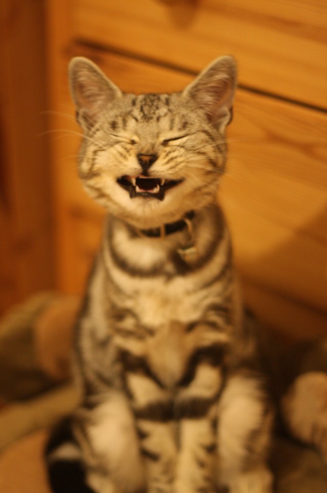 sneezing_cat.jpg
