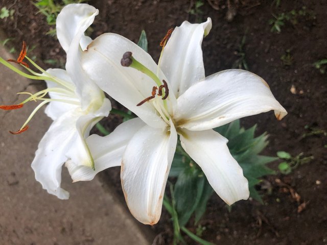 big white lily flowers