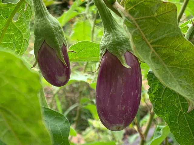 vegetable2.jpg