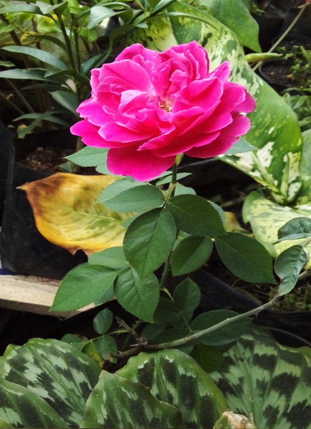 Pink Rose Flower.jpg