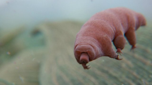 tardigrado.jpg