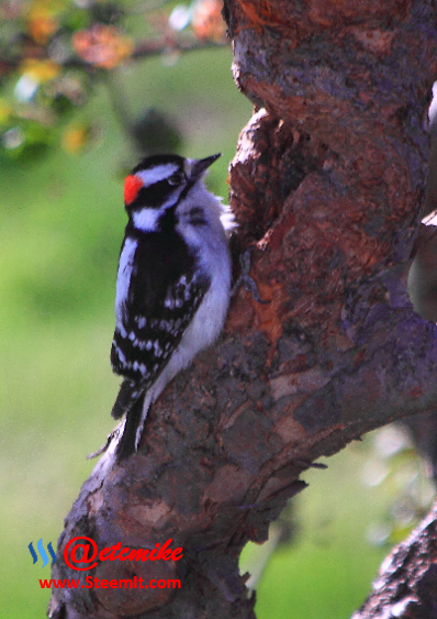 Downy Woodpecker PFW07.png