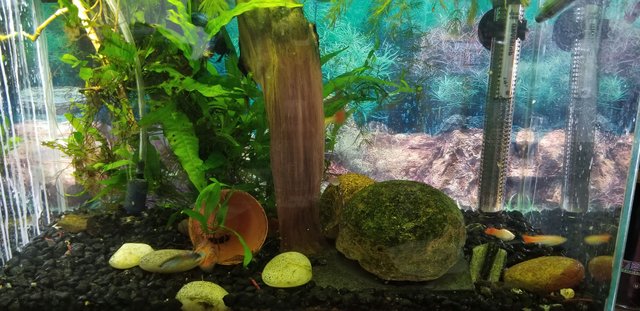 20180627_130217 - Small aquarium well lit.jpg