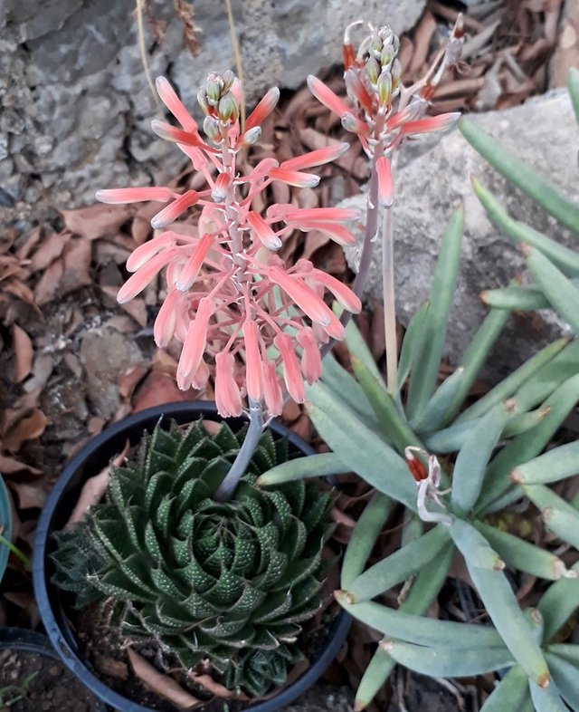 aristaloe aristata.jpg