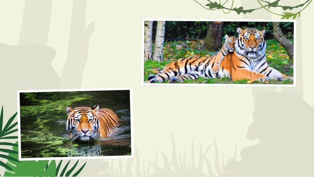 Protected animals in my country (3).jpg
