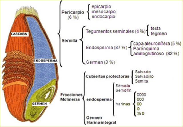 partes del grano de trigo.png