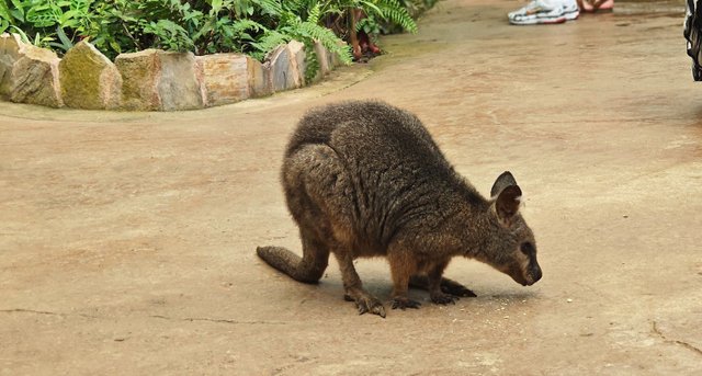 Wallaby.jpg