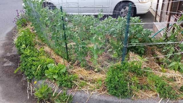 small-garden-with-snap-peas.jpg