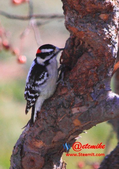 Downy Woodpecker PFW040.jpg