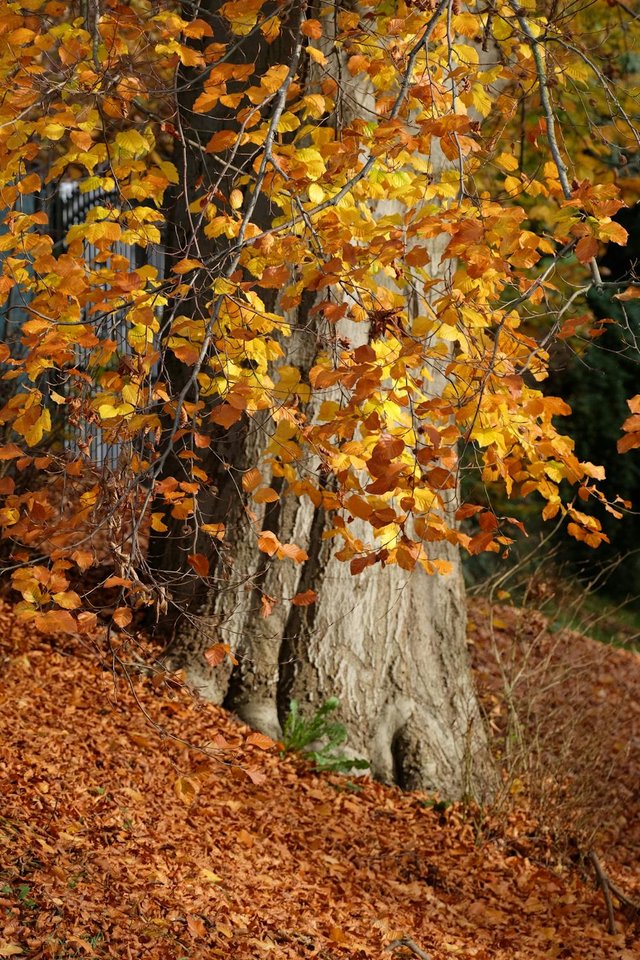 free-photo-of-golden-autumn-leaves-on-tree-with-sunlight.jpeg