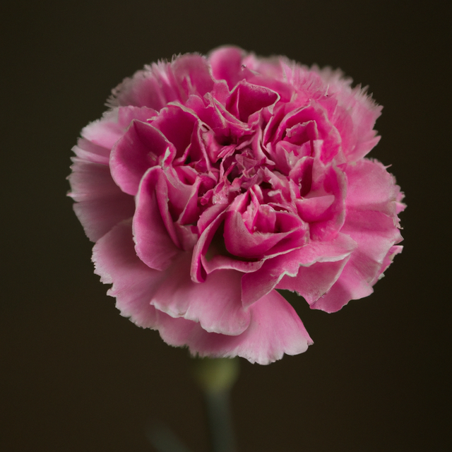 nice-pink-carnation-image.png
