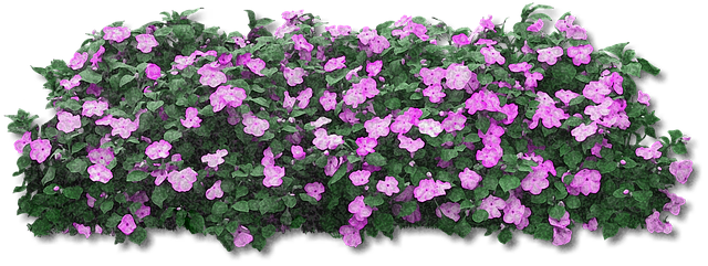 flowers-1303091_640.png