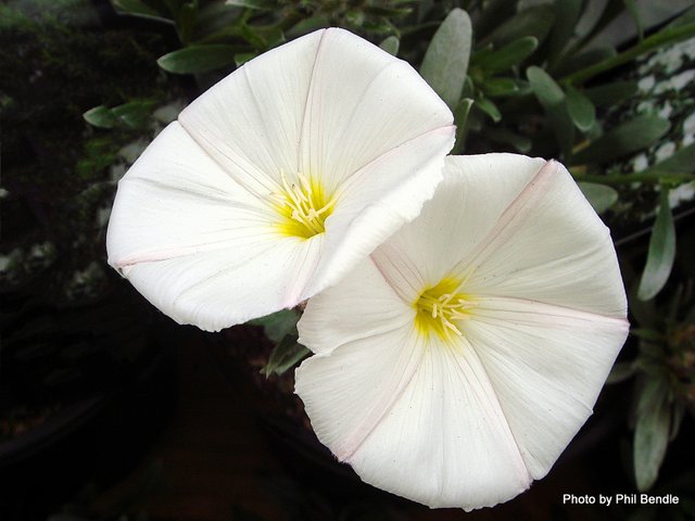 Convulvulus_cneorum__Silverbush-002.JPG